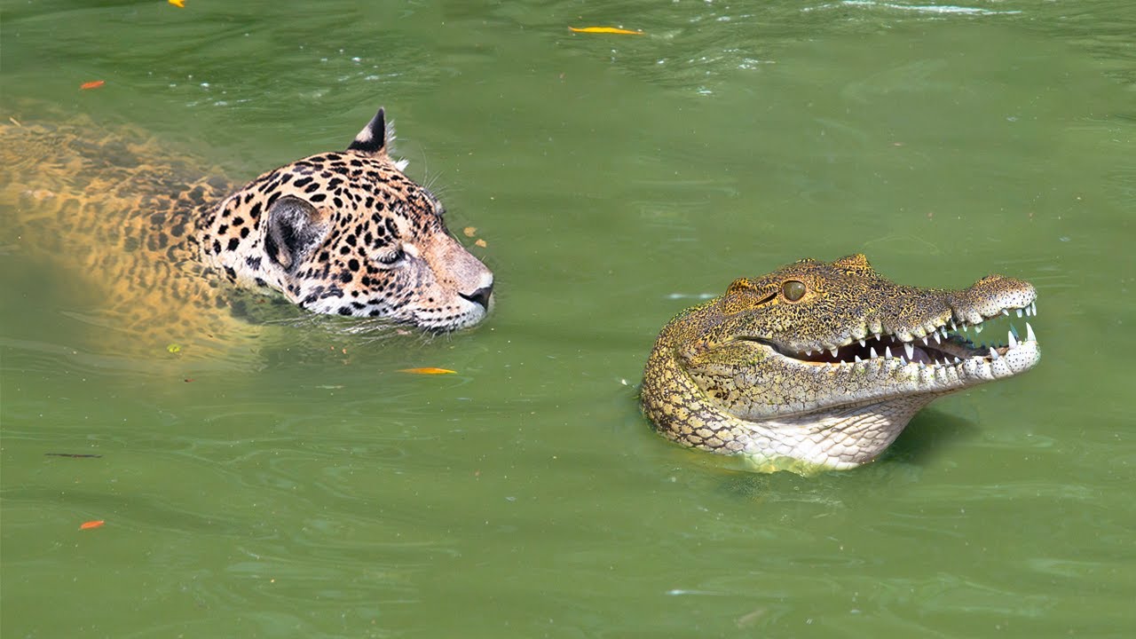 Why Jaguars Hunt Crocodiles