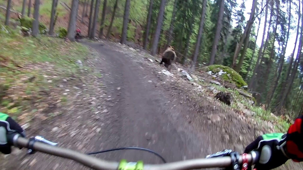 Cyclists Really Close And Scary Encounter With Bear