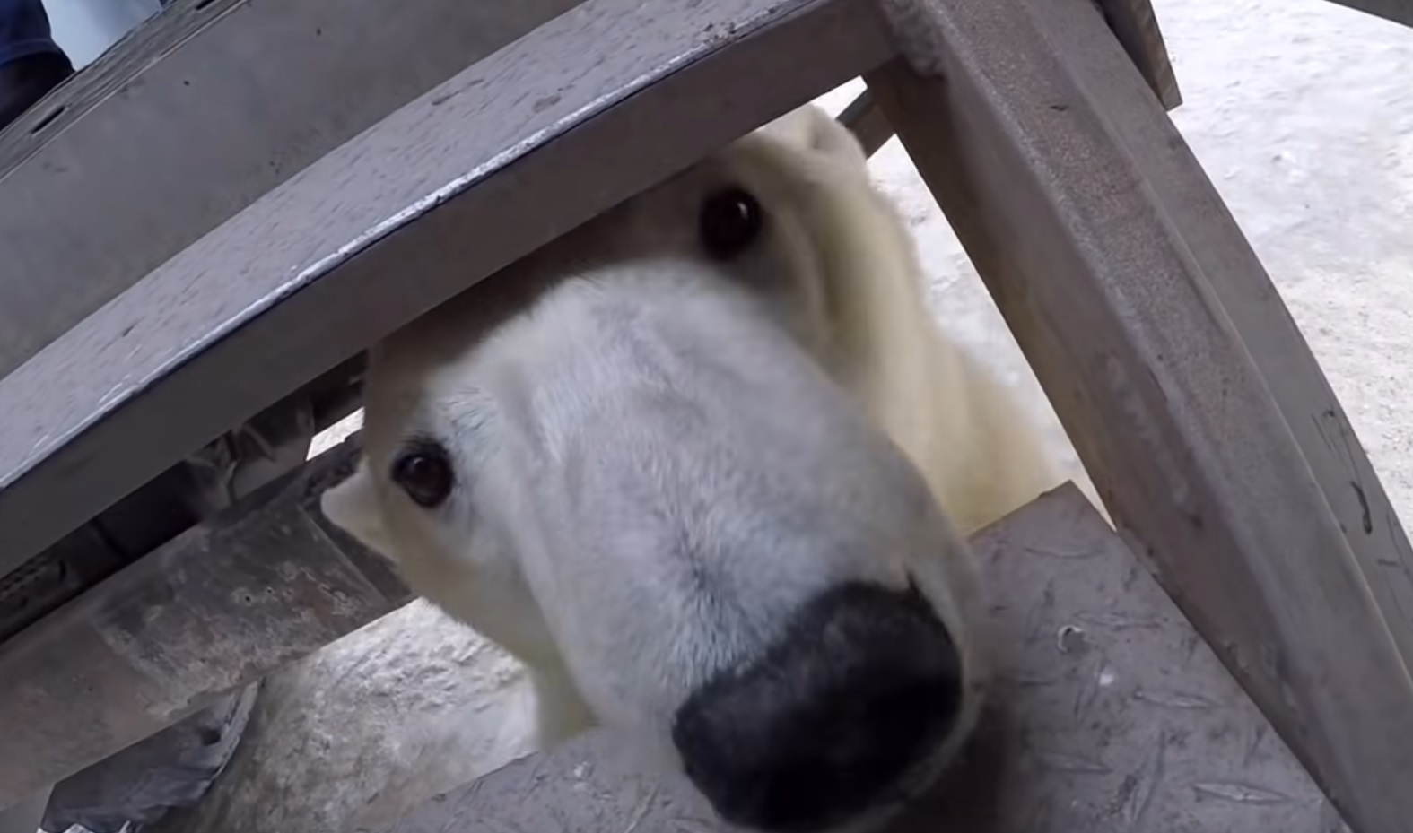 A Really Close Polar Bear Encounter Video
