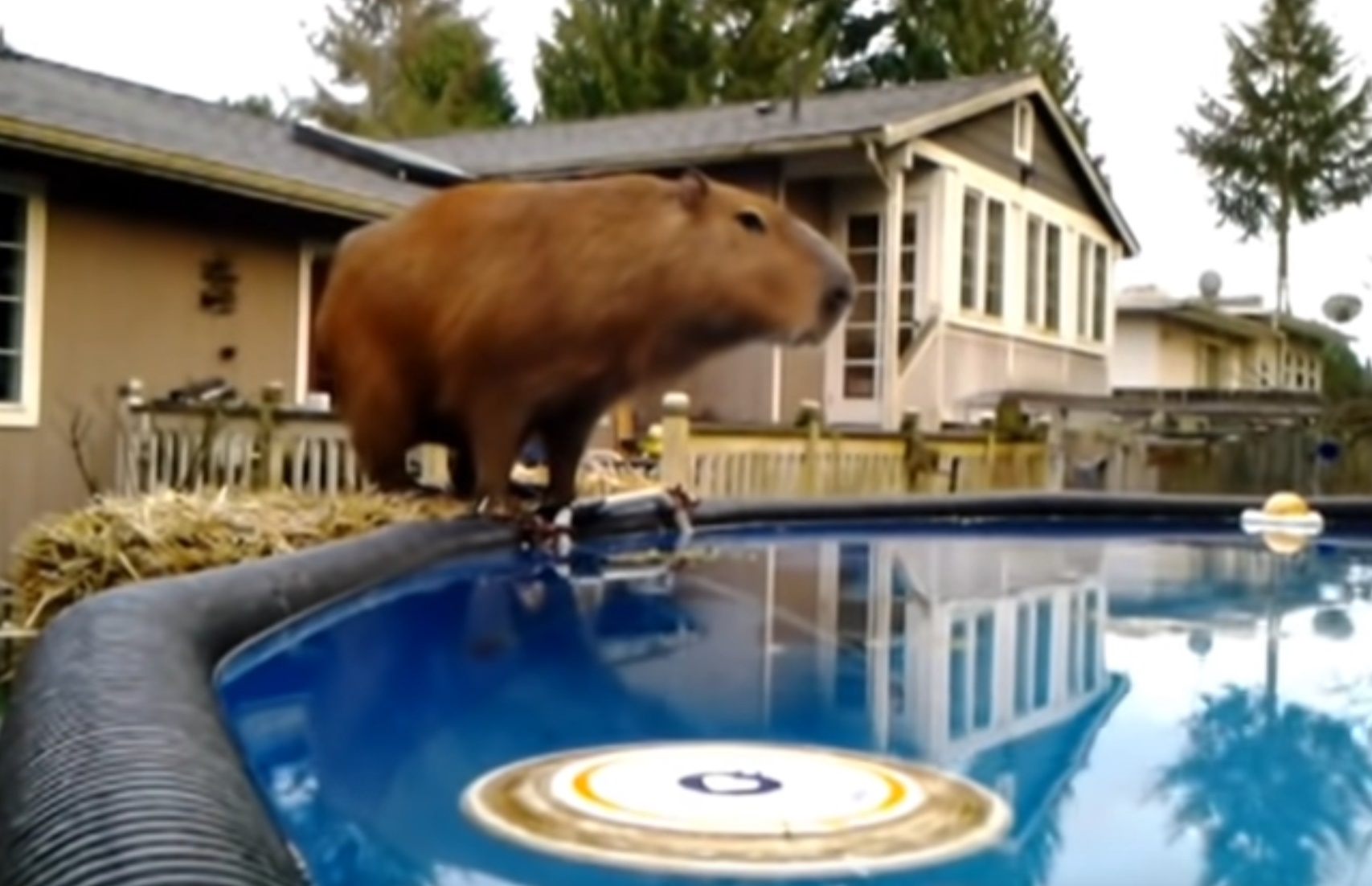 Capybara Takes A Little Dive