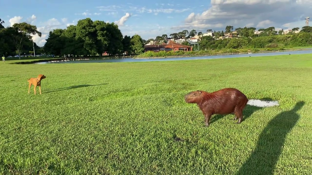 Dog Meets Capybara Fun Video