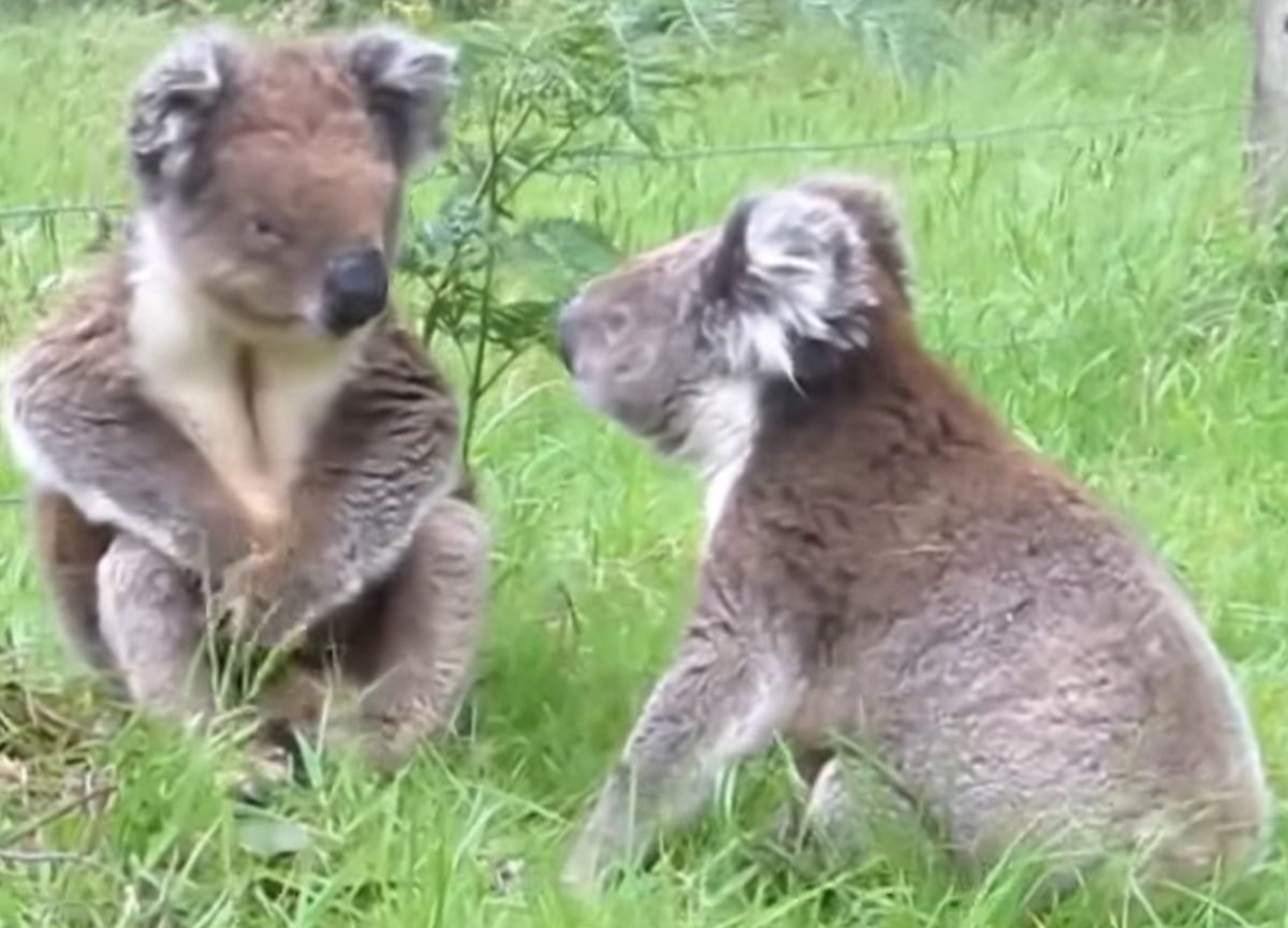 Koala Fight Video