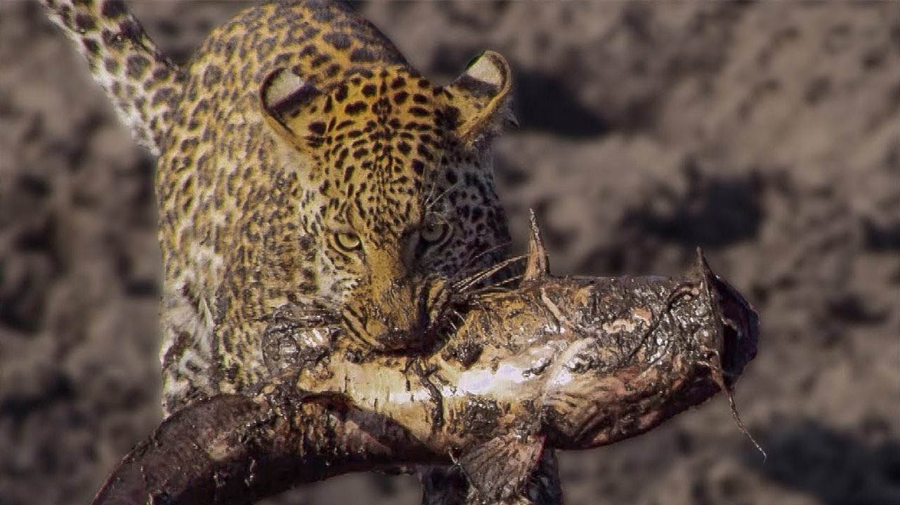Young leopard learns how to catch a fish