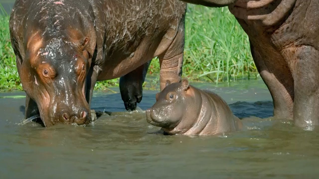Mother hippo will fight anybody in order to protect her calf