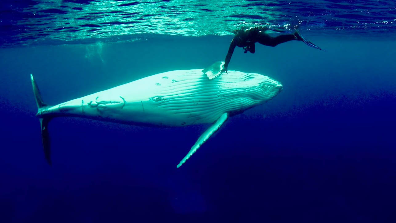 Whale scientist shares the beautiful story about how a whale saved her life