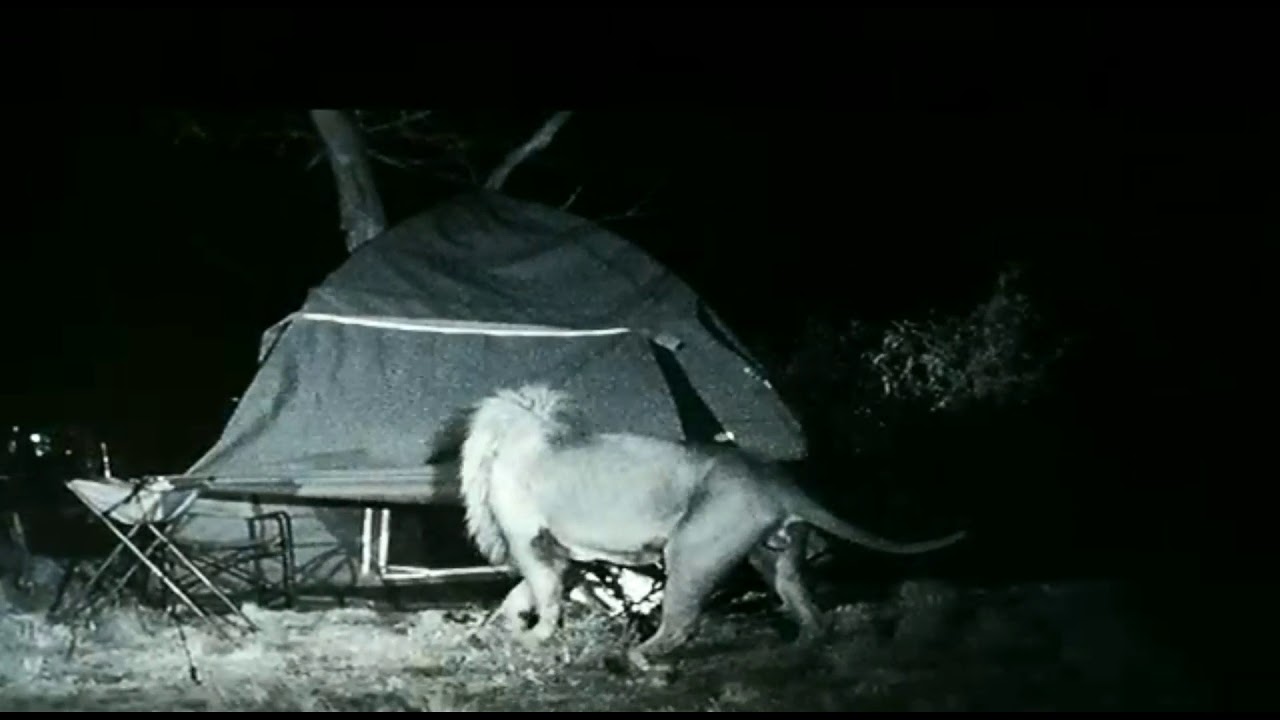 Curious Lions Inspect Campers Tent At Night