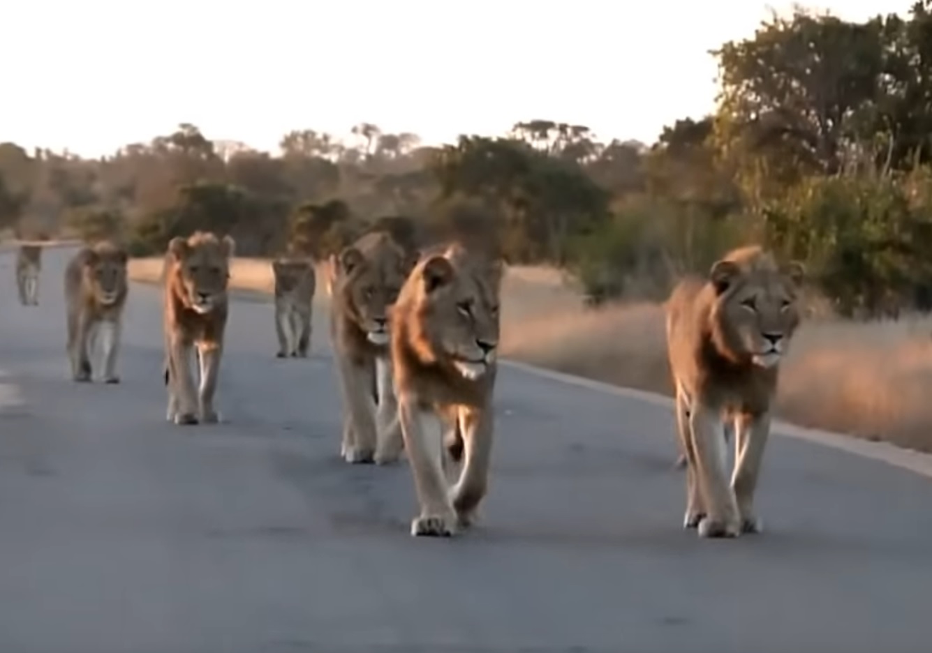 Lucky Tourist Gets To See A Pride Of Lions Up Close