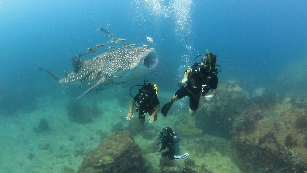 A Close Encounter With A Curious Baby Whale Shark