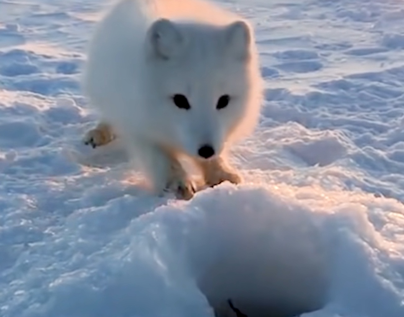Baby Arctic Fox Steals Fish Video
