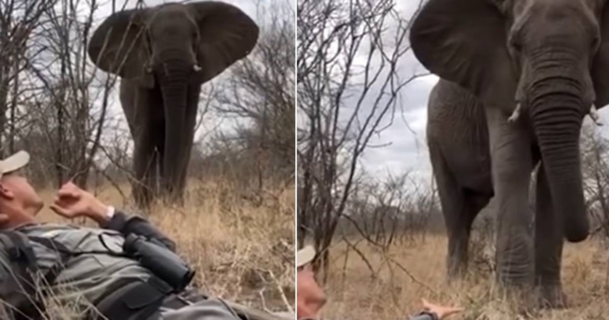 Man Has Incredible Up Close Encounter With Curious Elephant