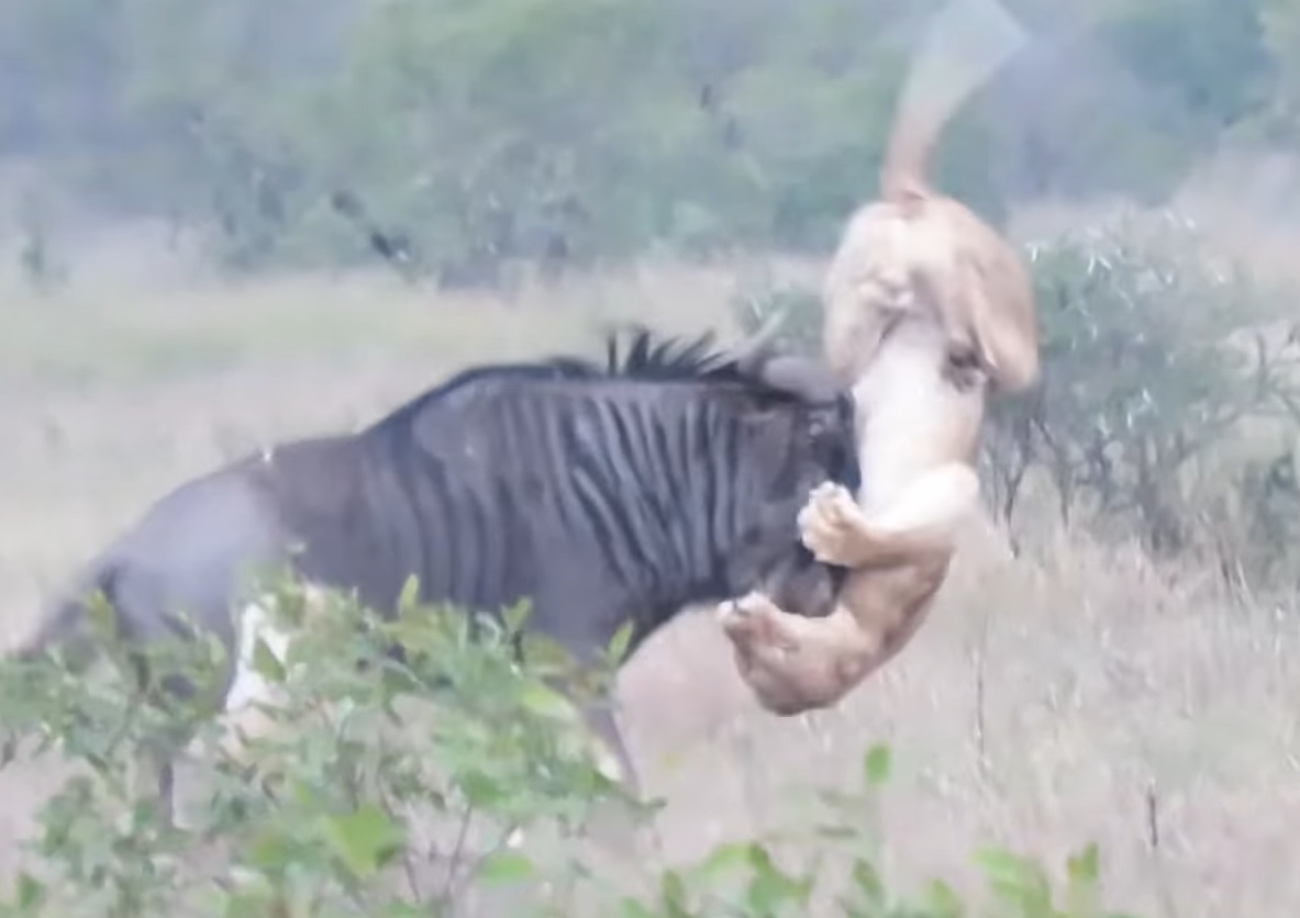 Wildebeest Fights Off Two Lions