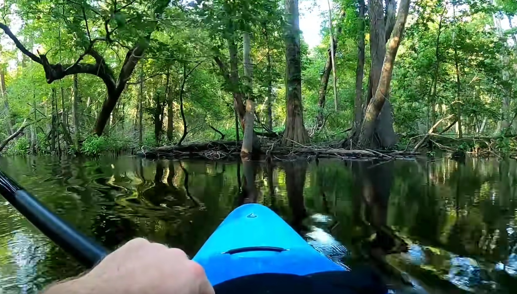 Alligator Flips Over Kayak In Dramatic Encounter 