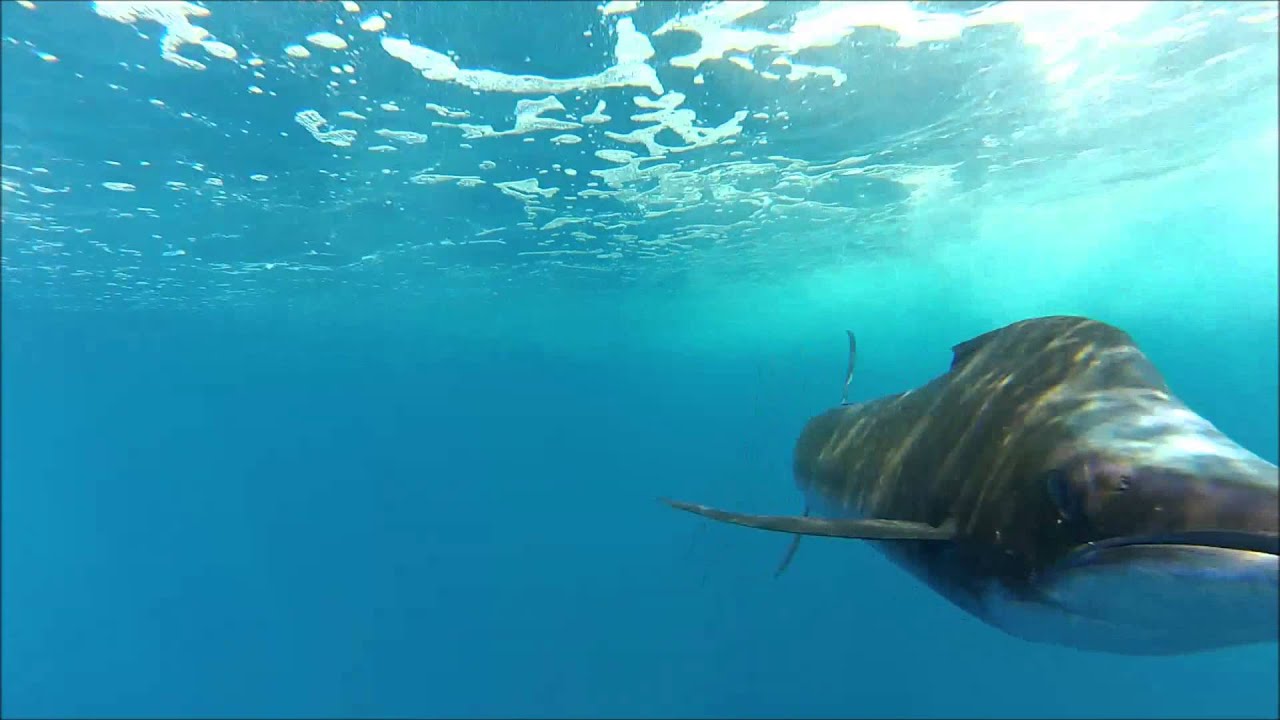 Sailfish Chasing Boat In Fascinating Video