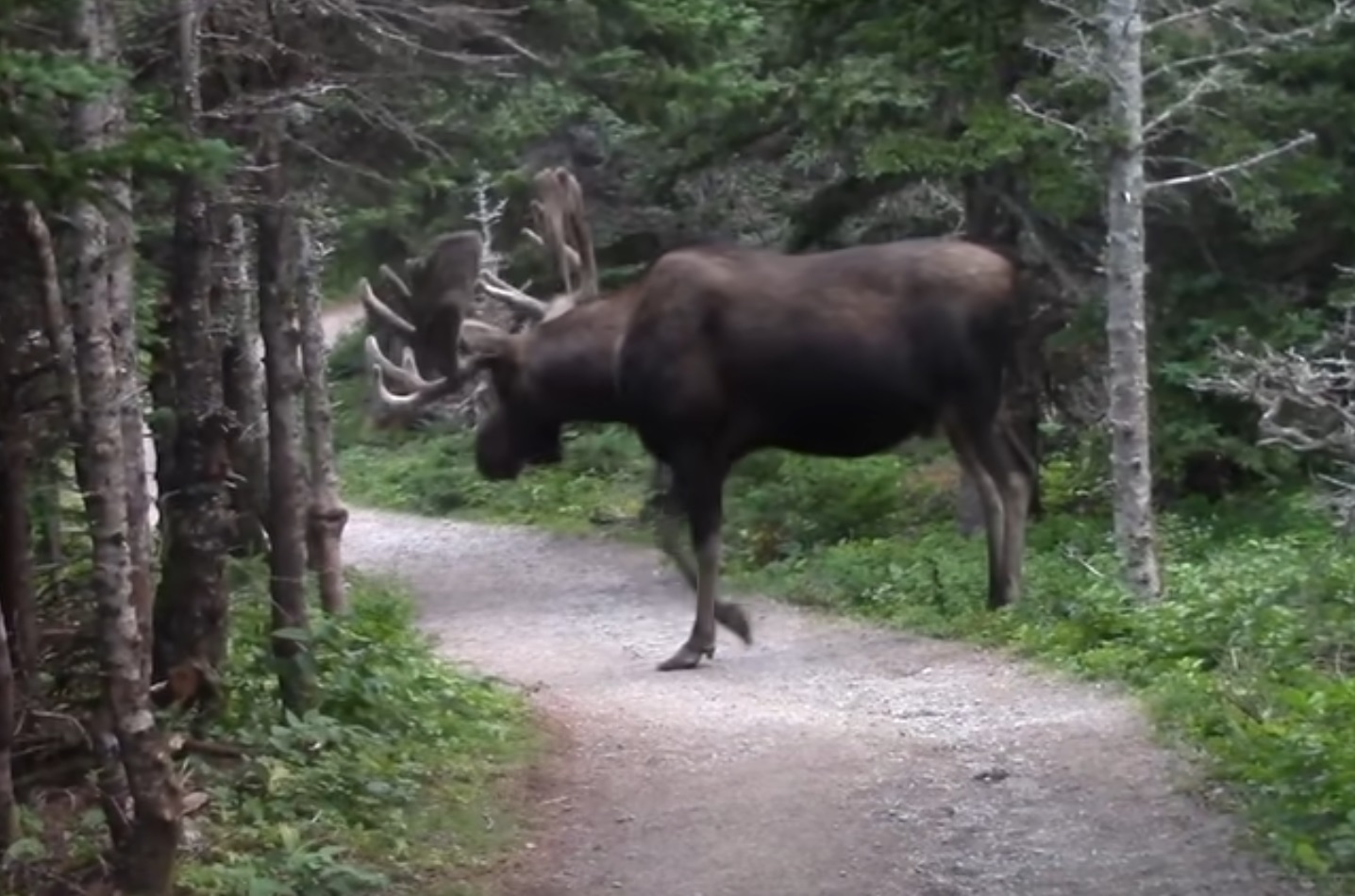 A Really Big Moose Surprises Hikers
