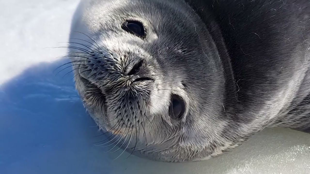 A Really Charming Seal Video