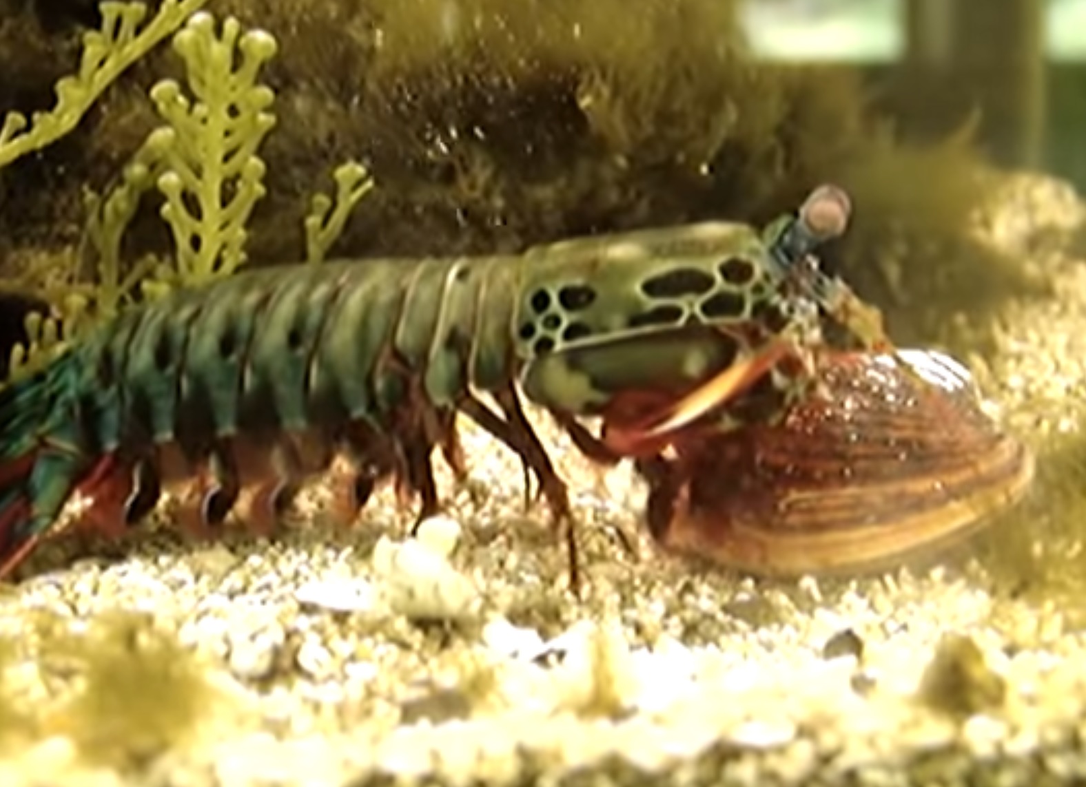 Mantis Shrimp Destroys Clam Video