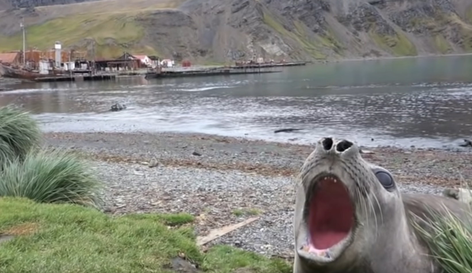 Screaming Seal Video