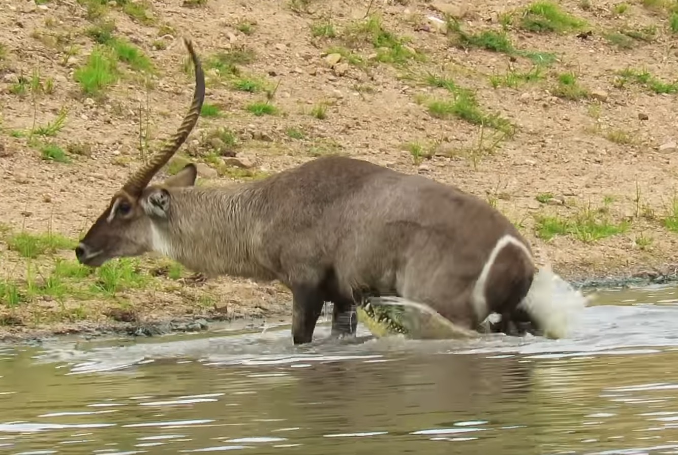 Waterbuck Escapes The Jaws Of A Crocodile Video