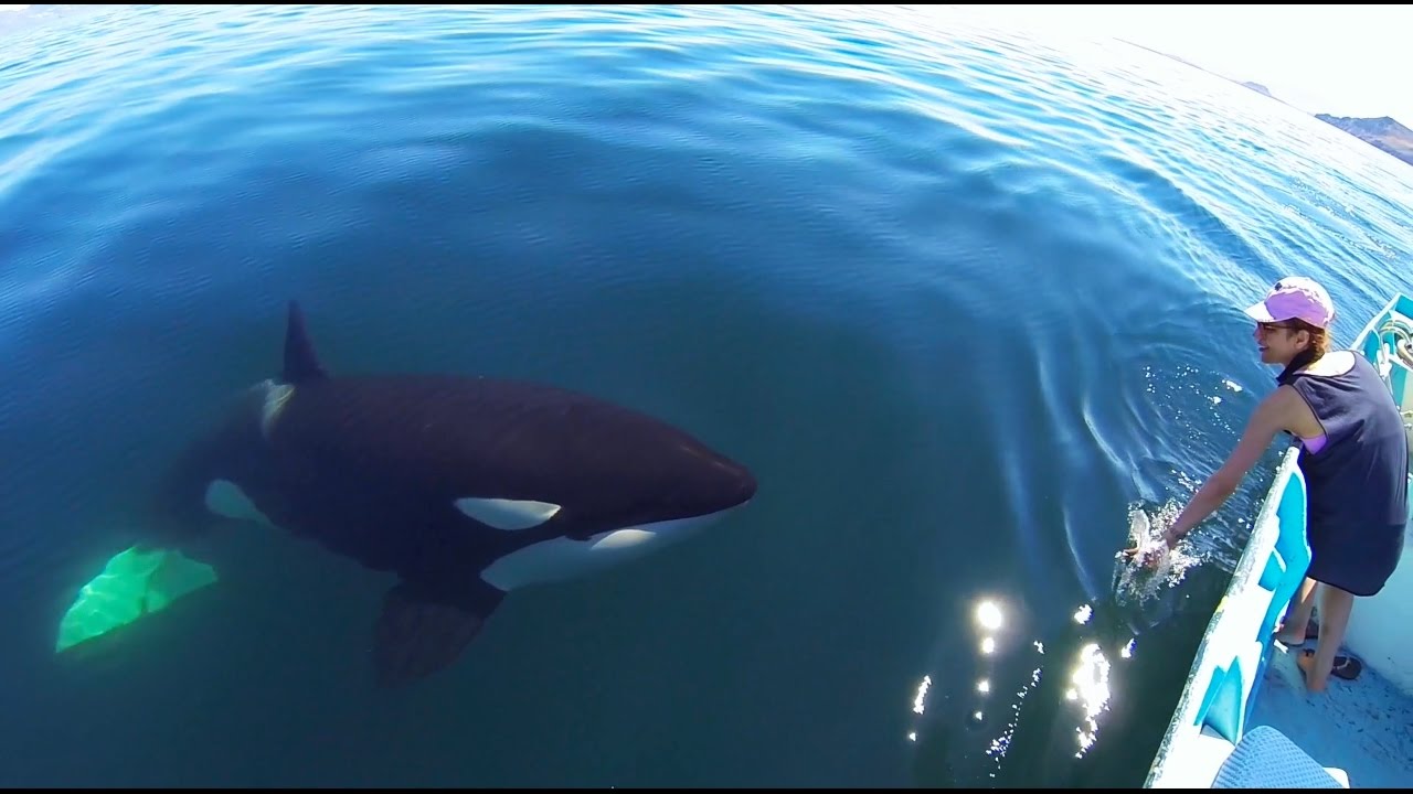 Unique Rare Encounter With Orca Video