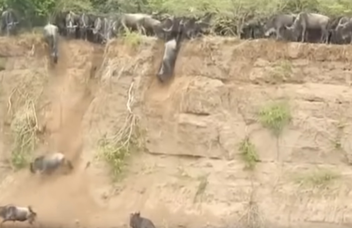 Wildebeest Facing Scary Vertical Drop While Migrating
