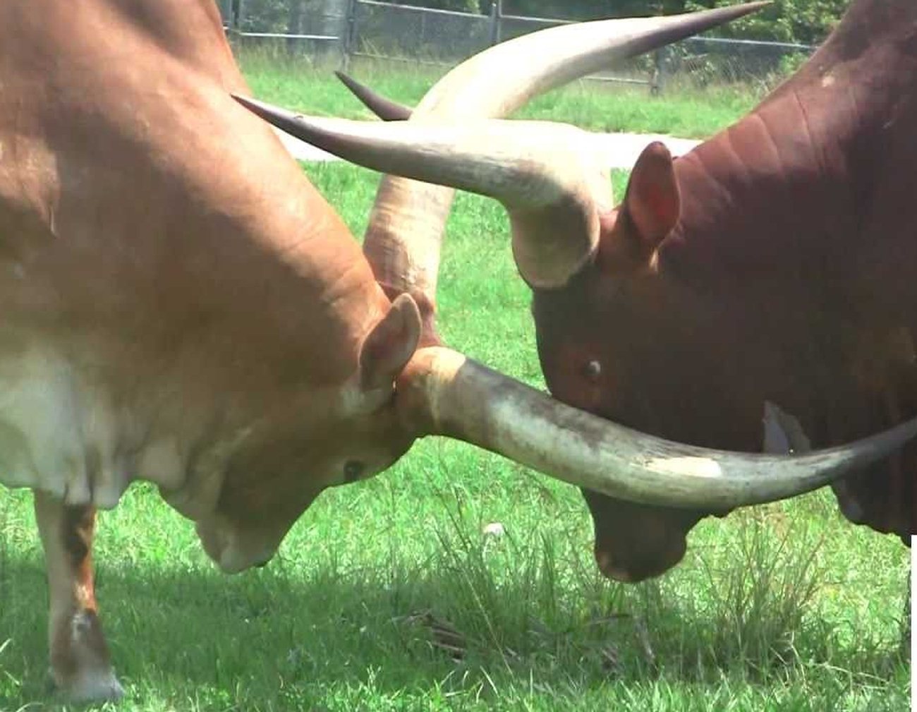 Two Bulls With Huge Horns Sparring
