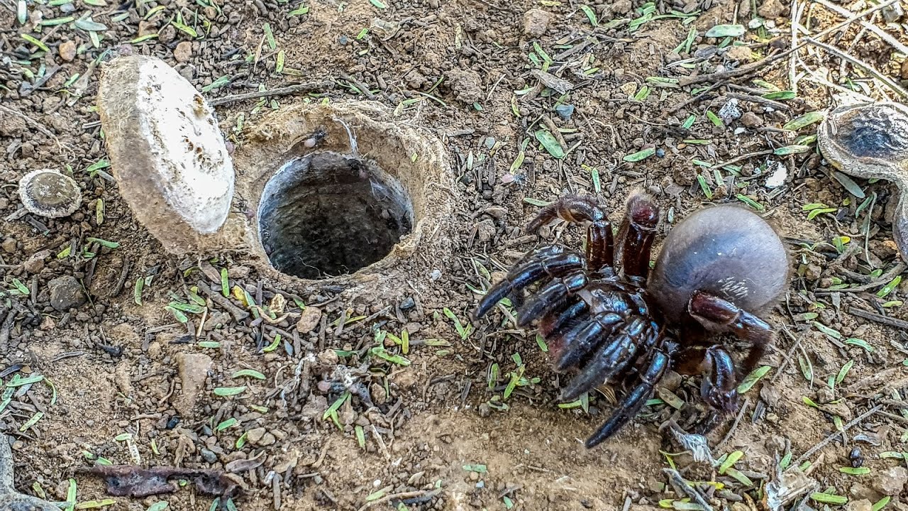Meet the African Trapdoor Spider