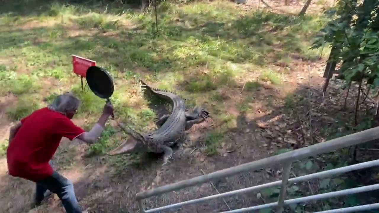 Australian Guy Smacks Charging Crocodile With Frying Pan