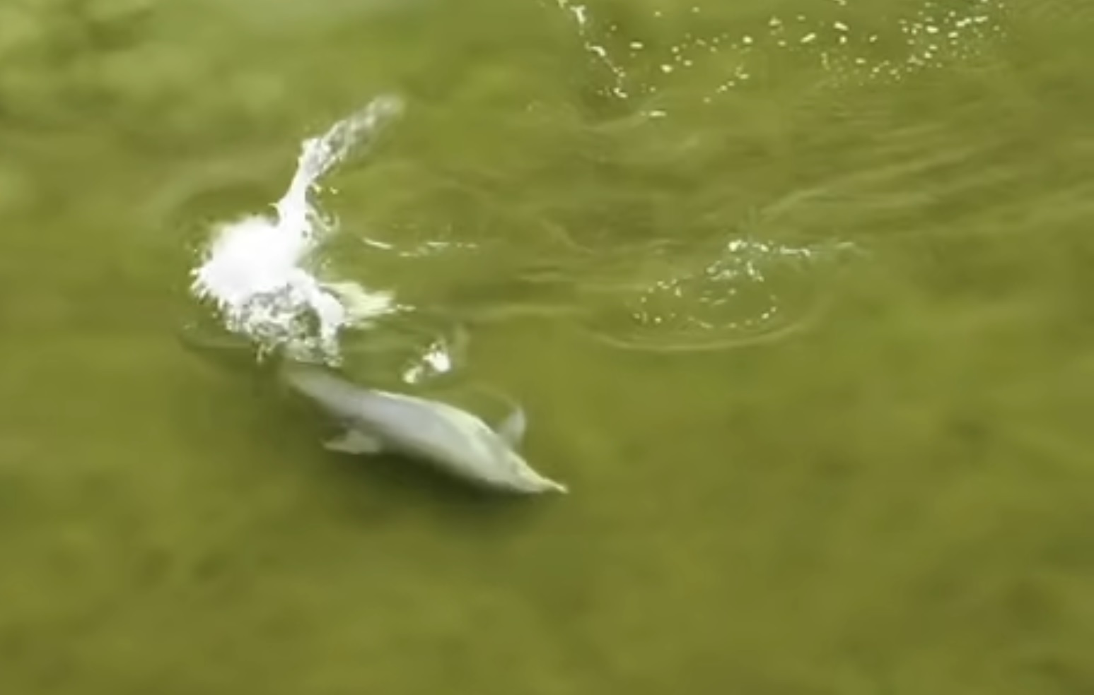 Determined Dolphin Chasing A Fish Video