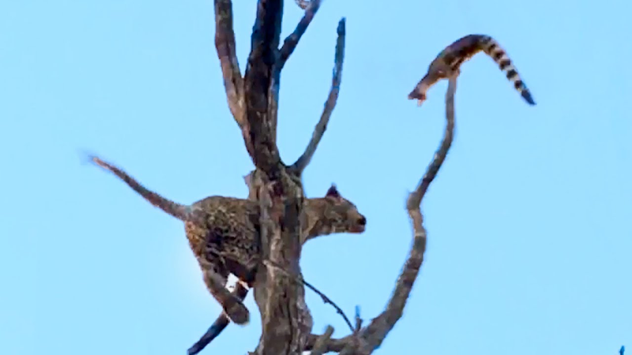 Leopard Forces Trapped Genet To Jump