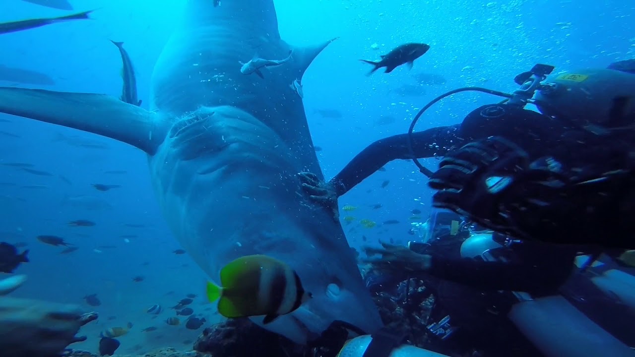 Really Close And Scary Encounter With Shark In Fiji