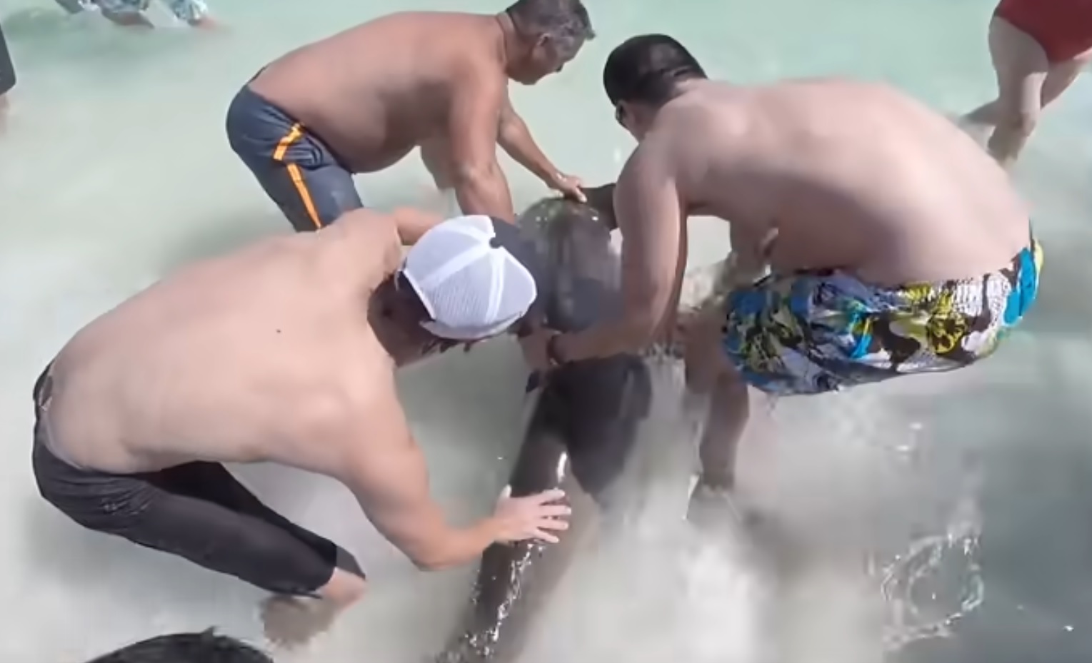 Brave People Save Hammerhead Shark Video