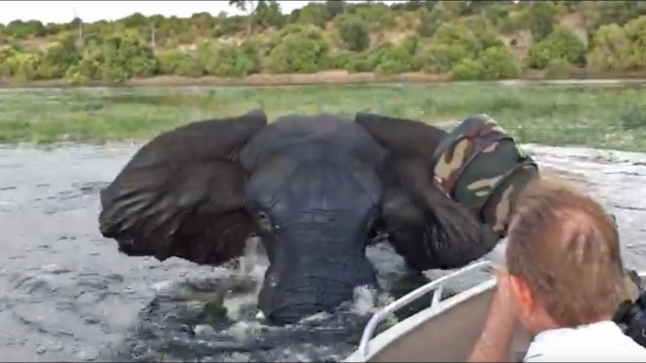 Angry Elephant Charges Boat 