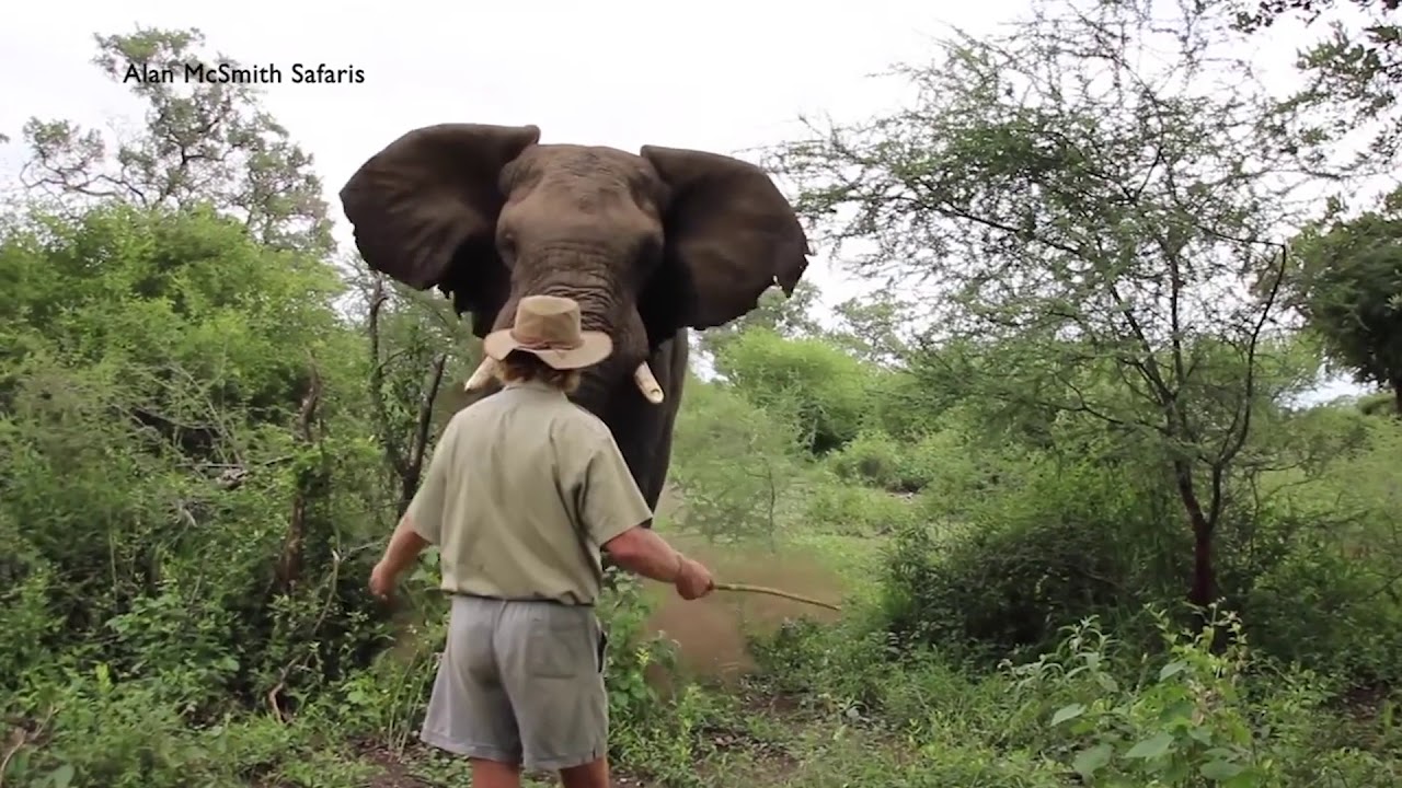 Brave Man Halts A Charging Elephant