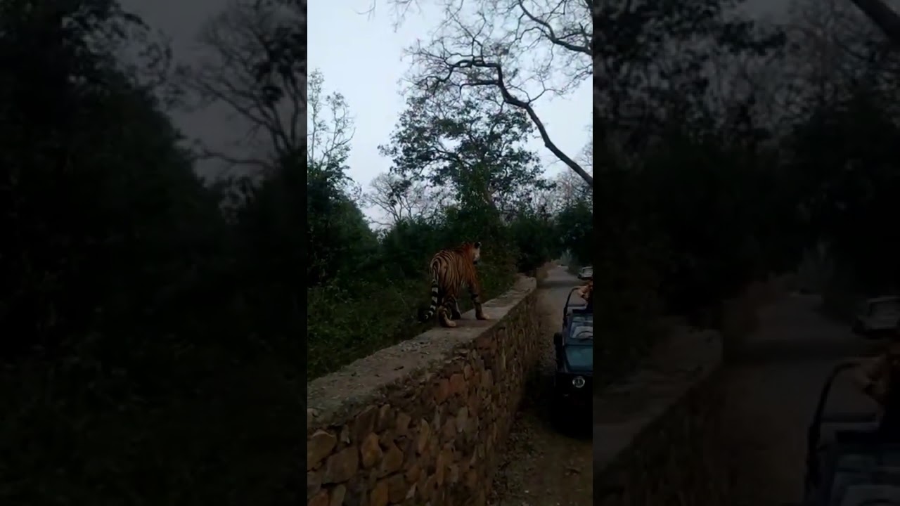 Tiger Jumps On Wall And Give Tourists A Scare