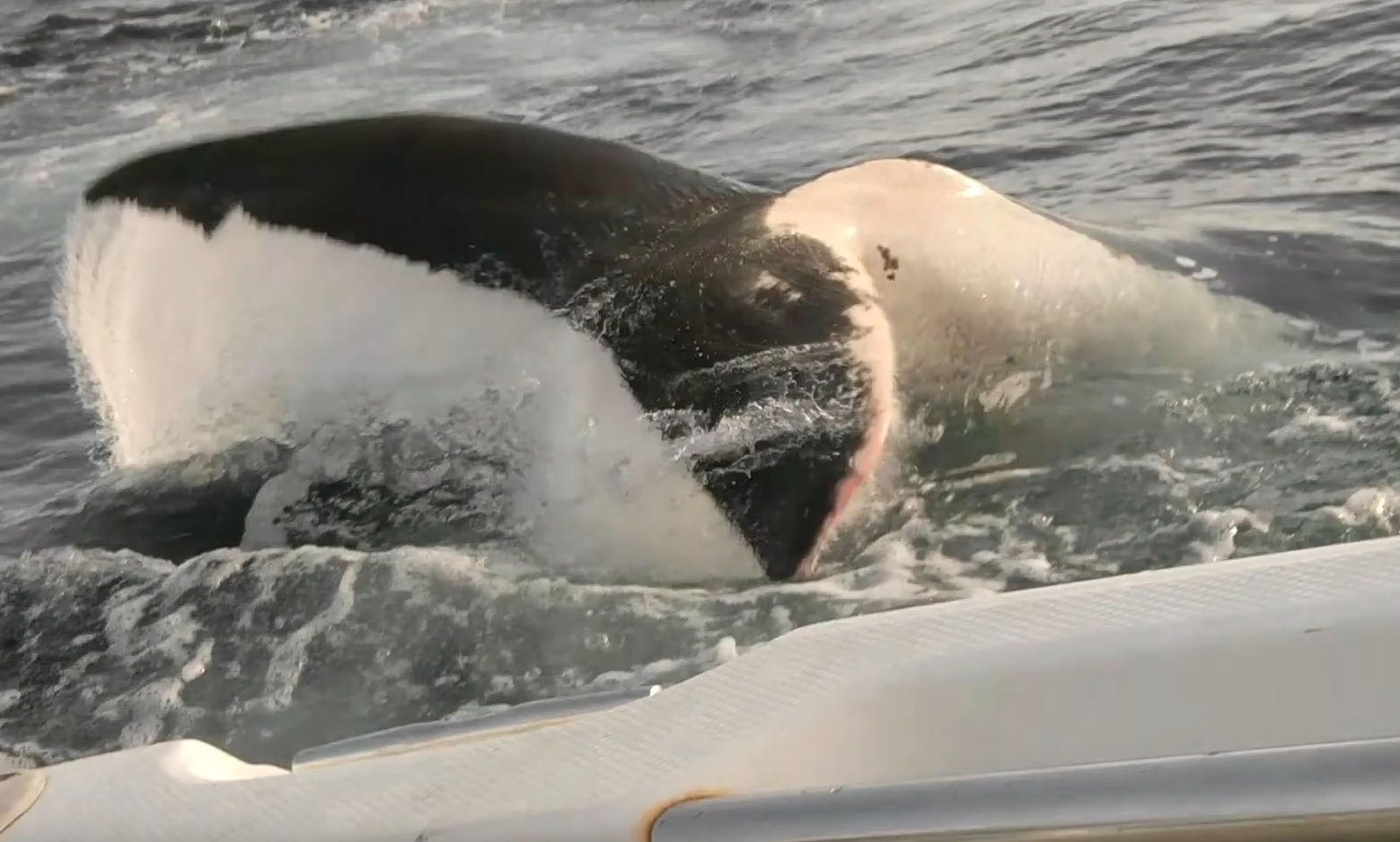 Great White Shark Gives Guys On Boat  A Scare
