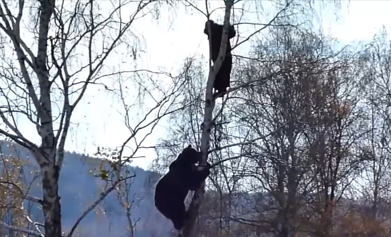 Bear Chasing Man Up A Tree