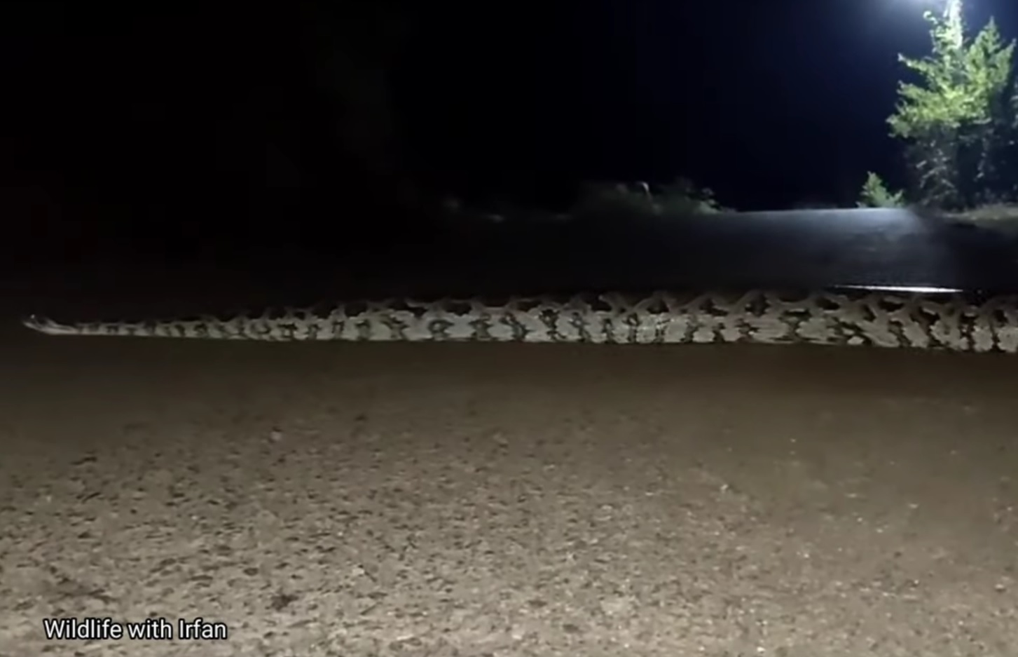 Huge Rock Python Crossing The Road At Night Video