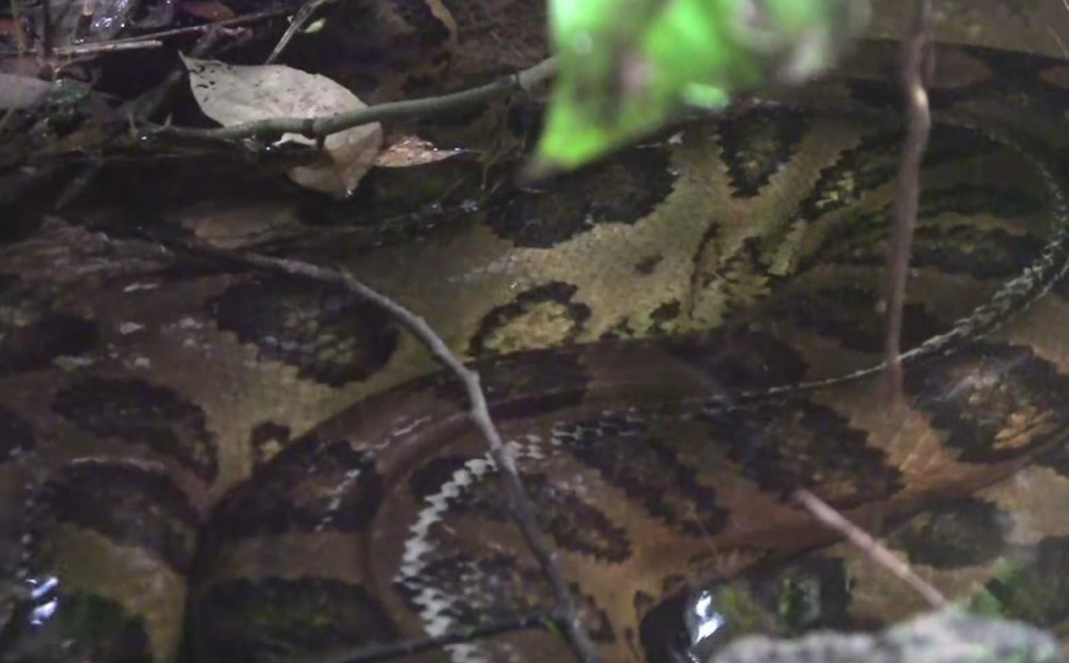Giant Anaconda Spotted In Amazon Rainforest
