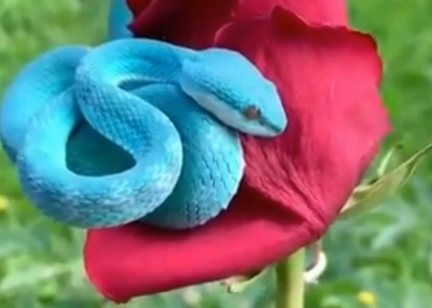 Rare Blue Snake Coils Around Rose