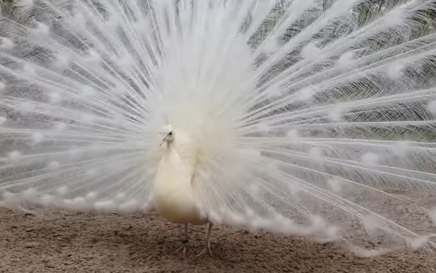 White Peacock Display Video