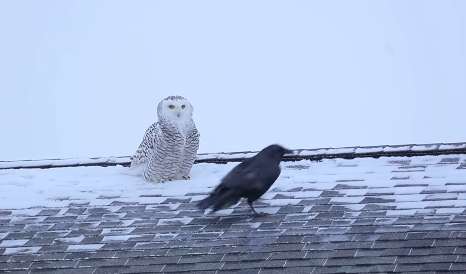 Snowy Owl And Raven Video