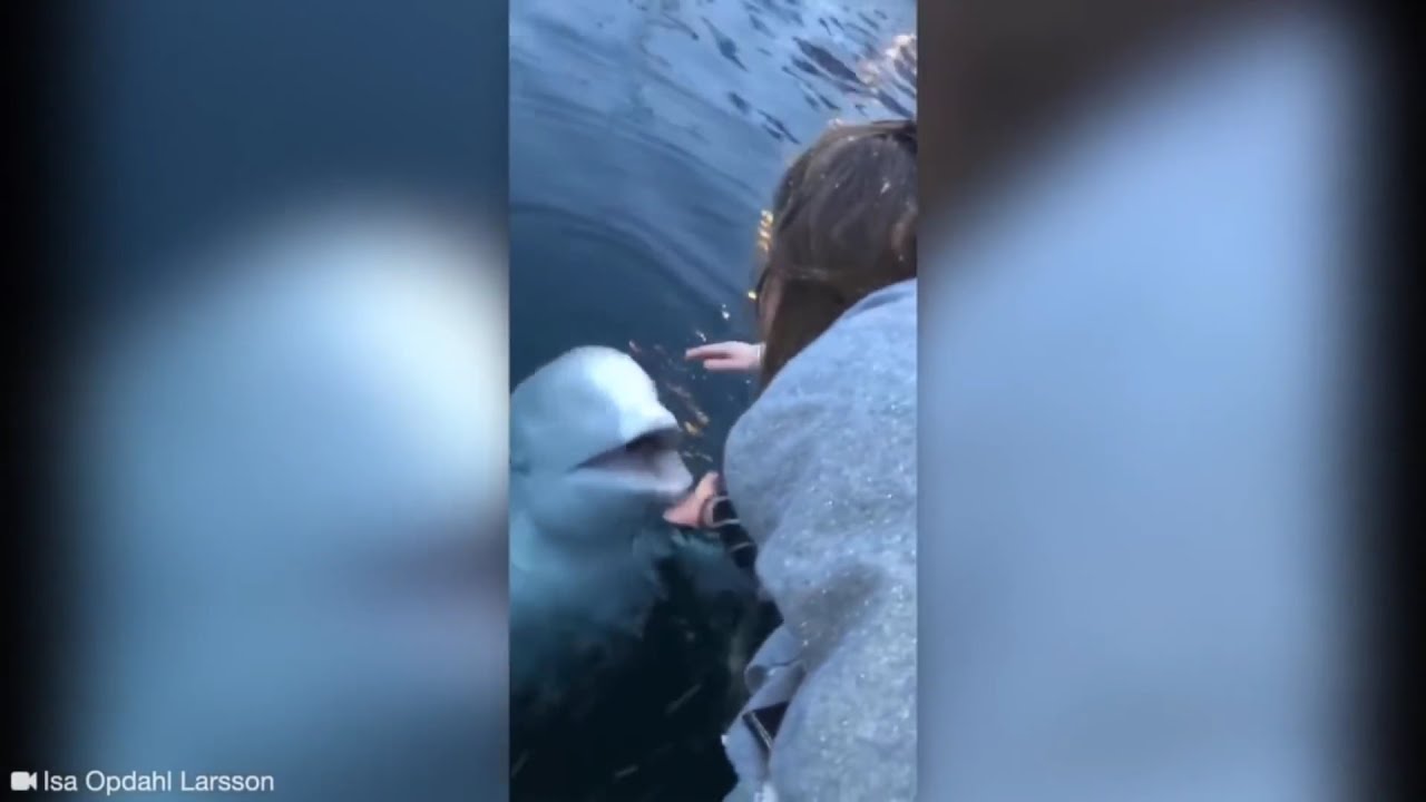 Beluga Whale Returns Phone To Woman 