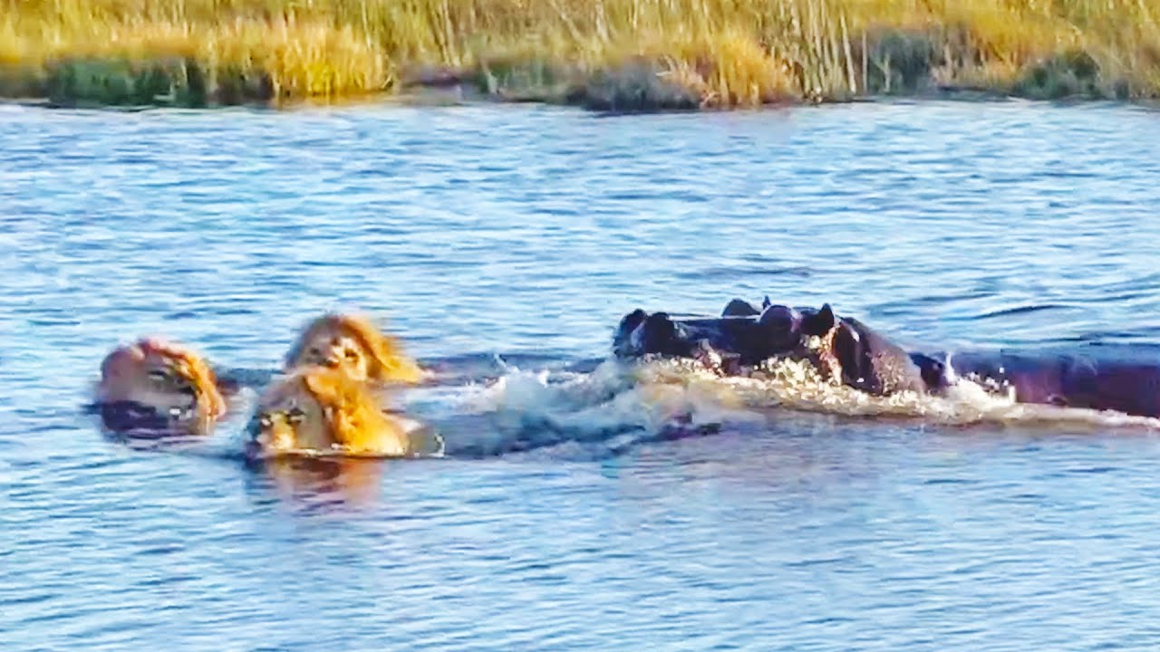 Hippo Attacks 3 Lions Crossing The River Video