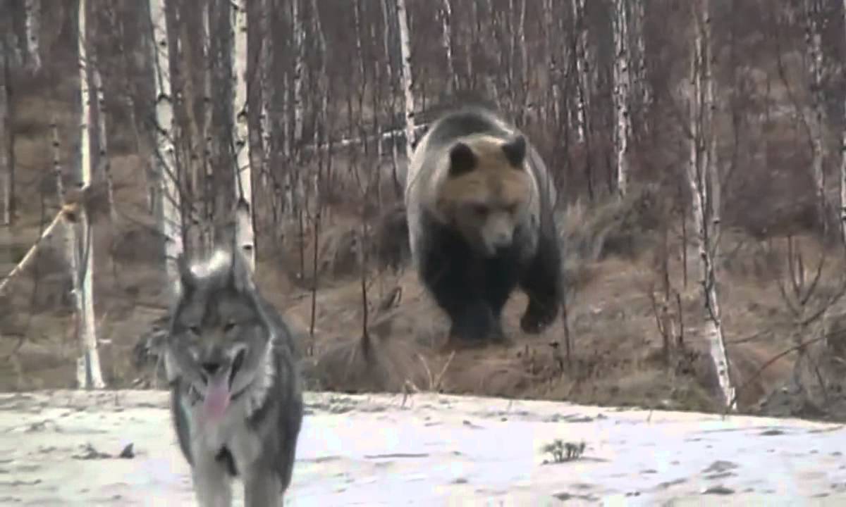 Courageous Dog Protects House From Bear Vidoe