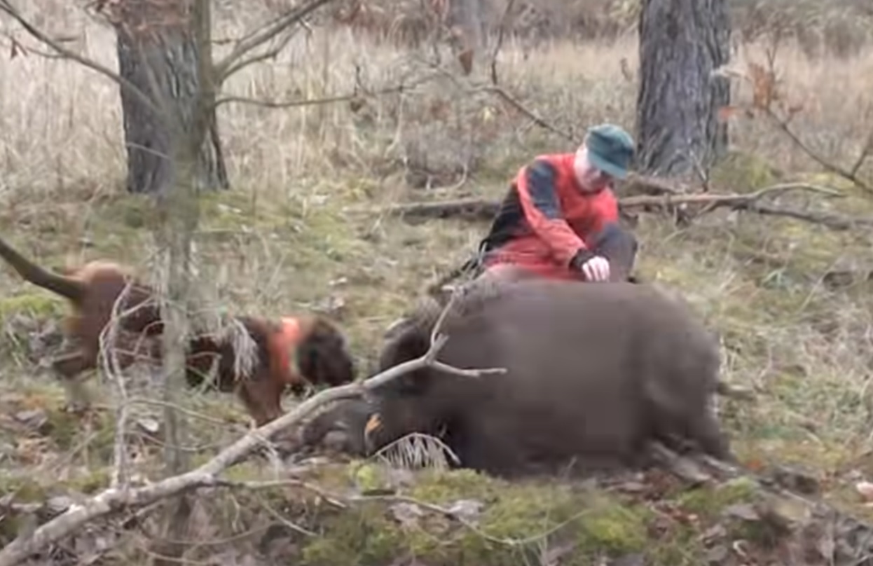 Dog Defends Owner From Wild Boar