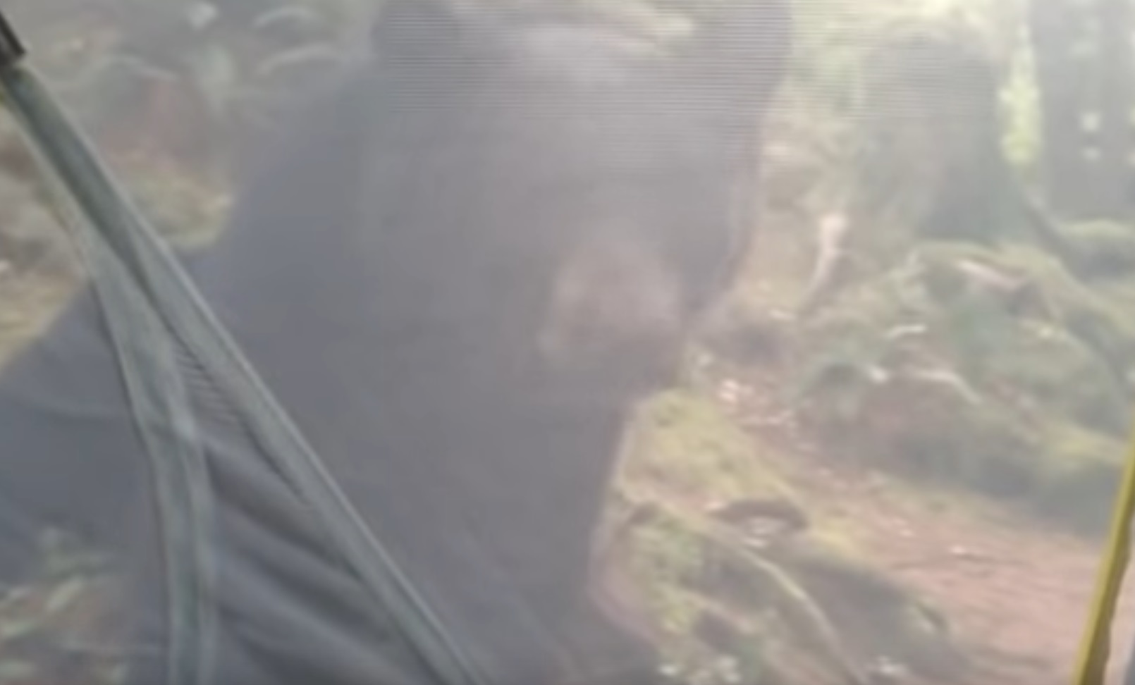 Man Wakes Up To A Bear Inspecting His Tent