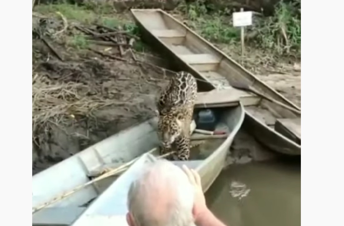 Jaguar Stealing Fish From Fishermen