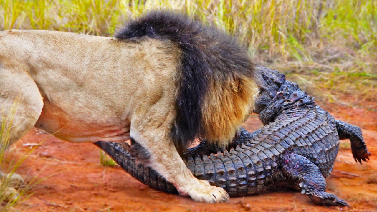 Lions Catch Crocodile On Land
