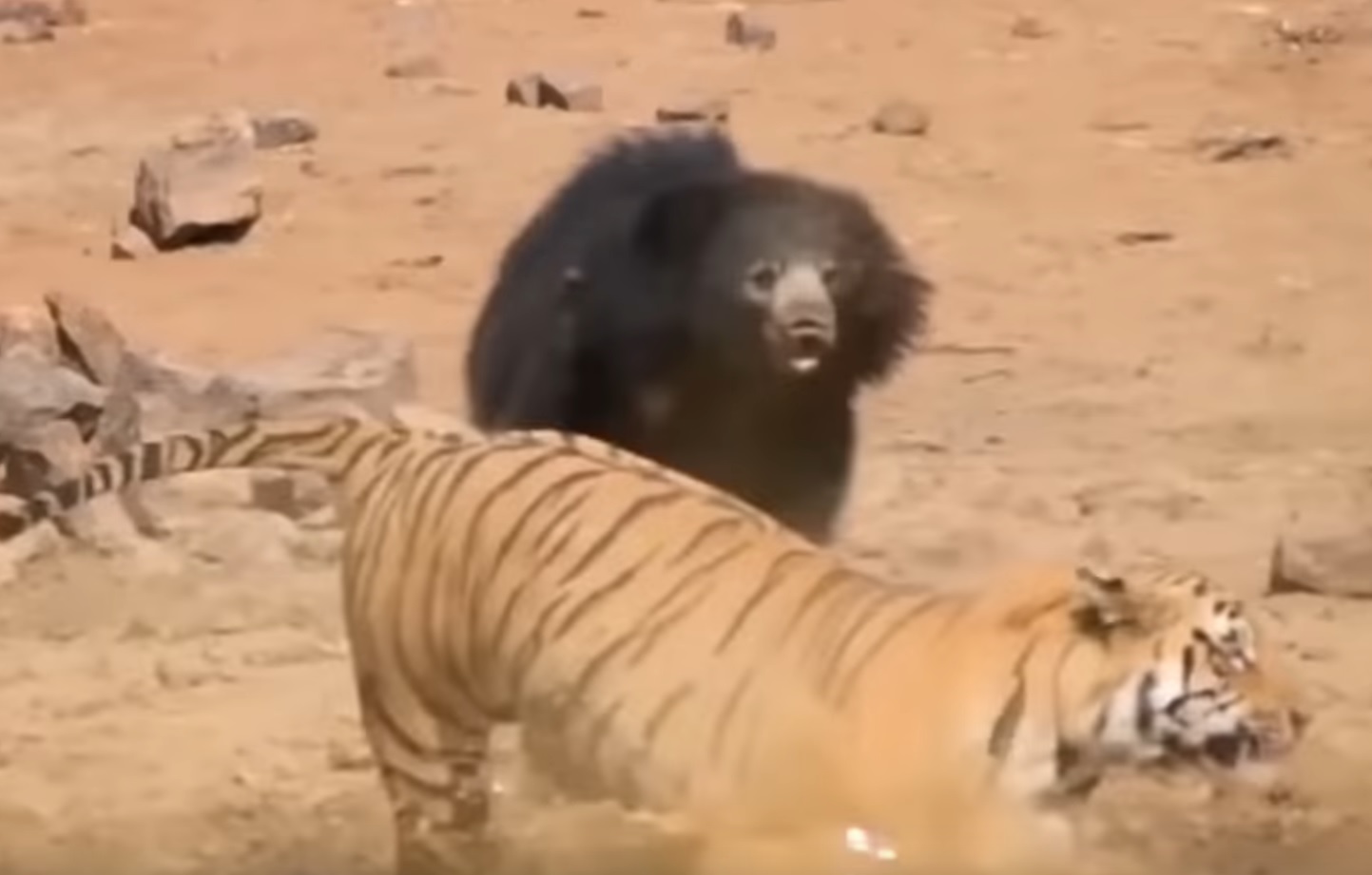 When Animals Face The Bear Compilation