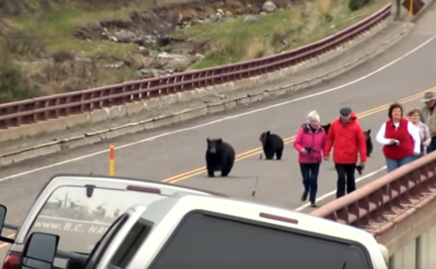 Mother Bear Chasing AwayTourists That Got To Close